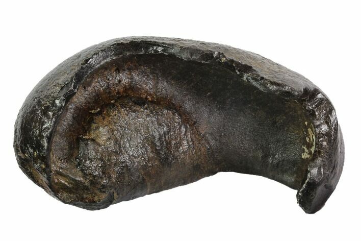 Fossil Whale Ear Bone - Miocene #95761